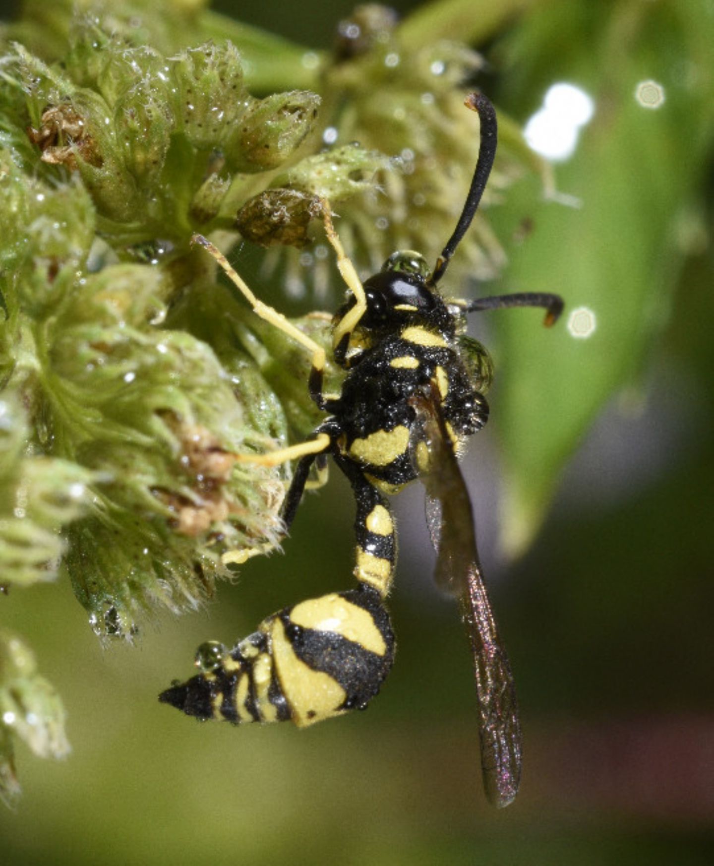 Vespidae Eumeninae: Eumenes  mediterraneus, maschio